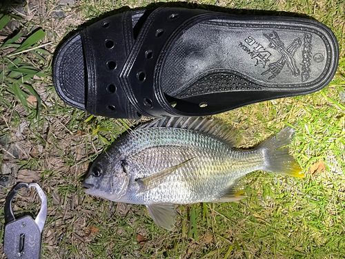 キビレの釣果
