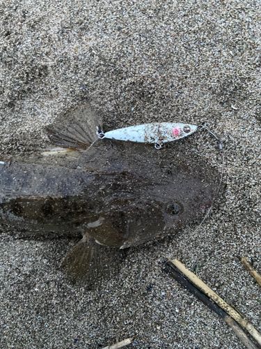 マゴチの釣果