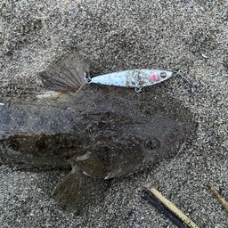 マゴチ