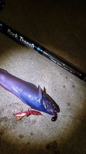 ドンコの釣果