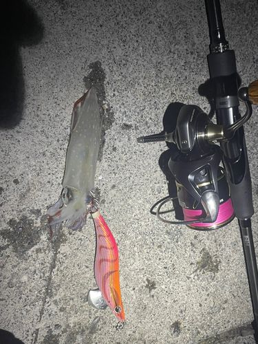 ヤリイカの釣果