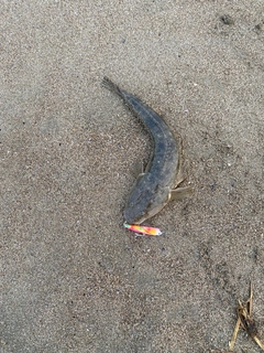 コチの釣果
