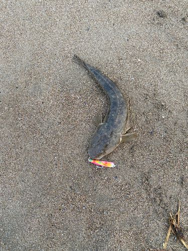 コチの釣果
