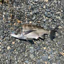 クロダイ