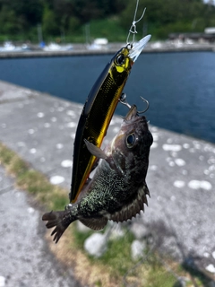 エゾメバルの釣果