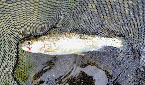 ニジマスの釣果