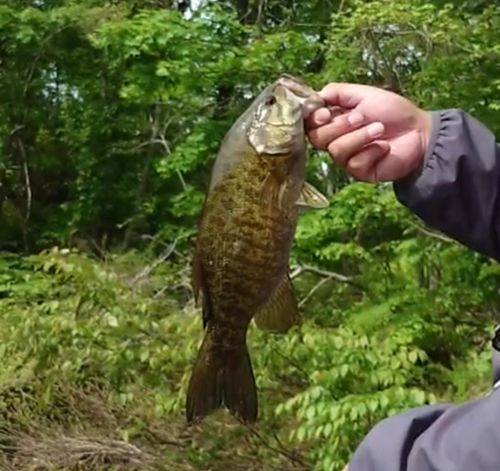 スモールマウスバスの釣果