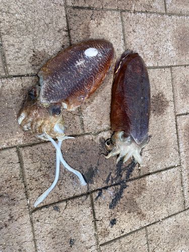コウイカの釣果