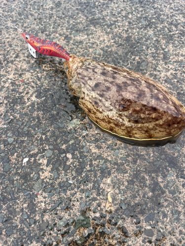 コウイカの釣果