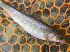 イワナの釣果