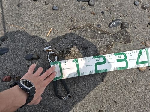 ソゲの釣果