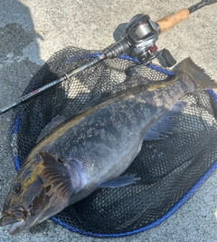 アイナメの釣果