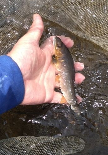 アユの釣果