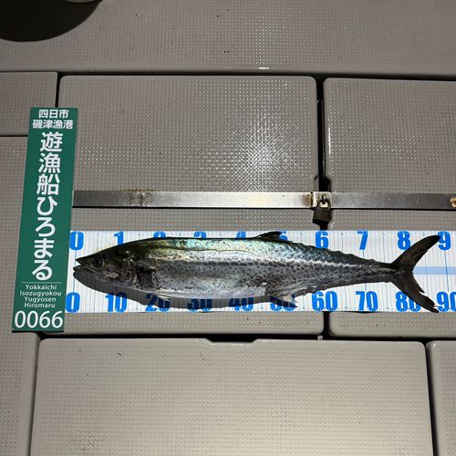 サワラの釣果