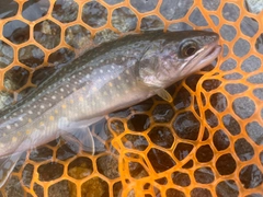 イワナの釣果