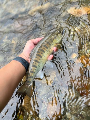 ヤマメの釣果