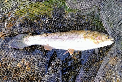 ニジマスの釣果
