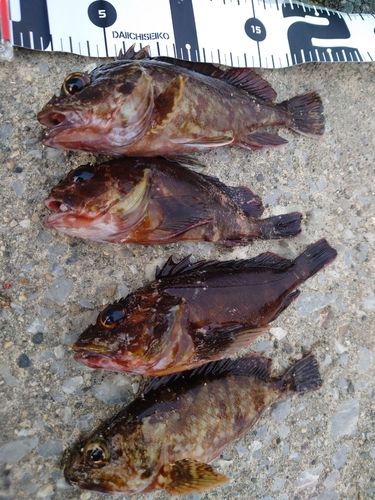 カサゴの釣果