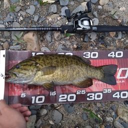 スモールマウスバス