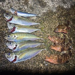 アジ
