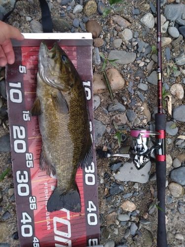 スモールマウスバスの釣果