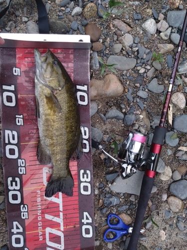 スモールマウスバスの釣果