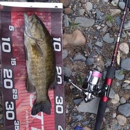 スモールマウスバス