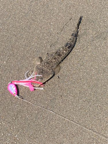 マゴチの釣果