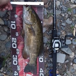 スモールマウスバス