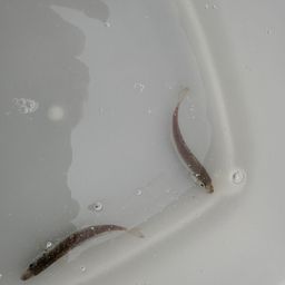アジ
