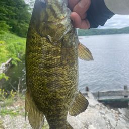 スモールマウスバス