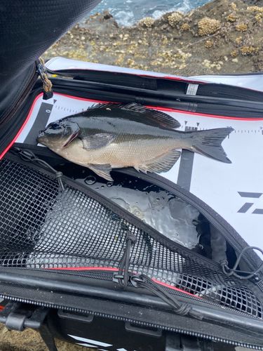 メジナの釣果