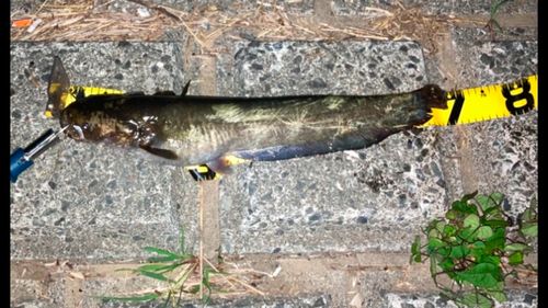 ニホンナマズの釣果