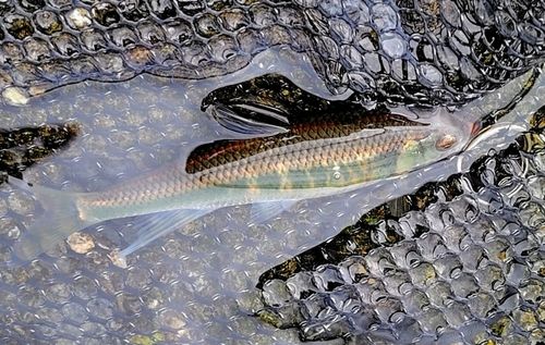 オイカワの釣果