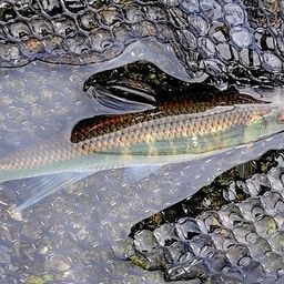 オイカワ