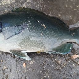 オナガグレ