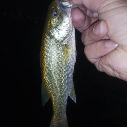 ラージマウスバス