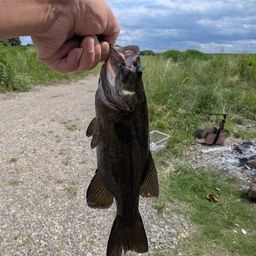 スモールマウスバス