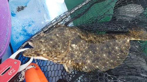 ヒラメの釣果