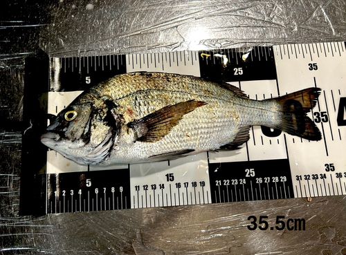 チヌの釣果