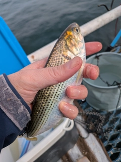 コノシロの釣果