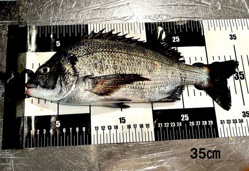 チヌの釣果