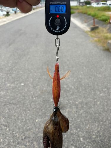 マダコの釣果