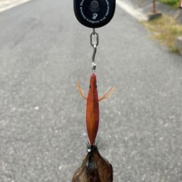 マダコ
