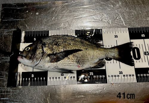 チヌの釣果