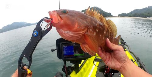 アコウの釣果