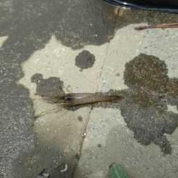 テナガエビ