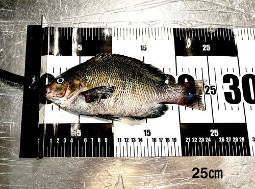 メジナの釣果