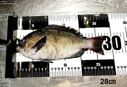 メジナの釣果
