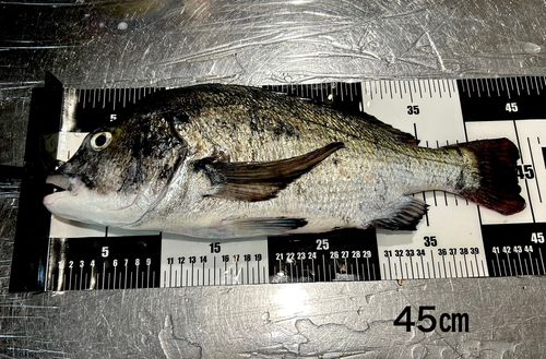 チヌの釣果